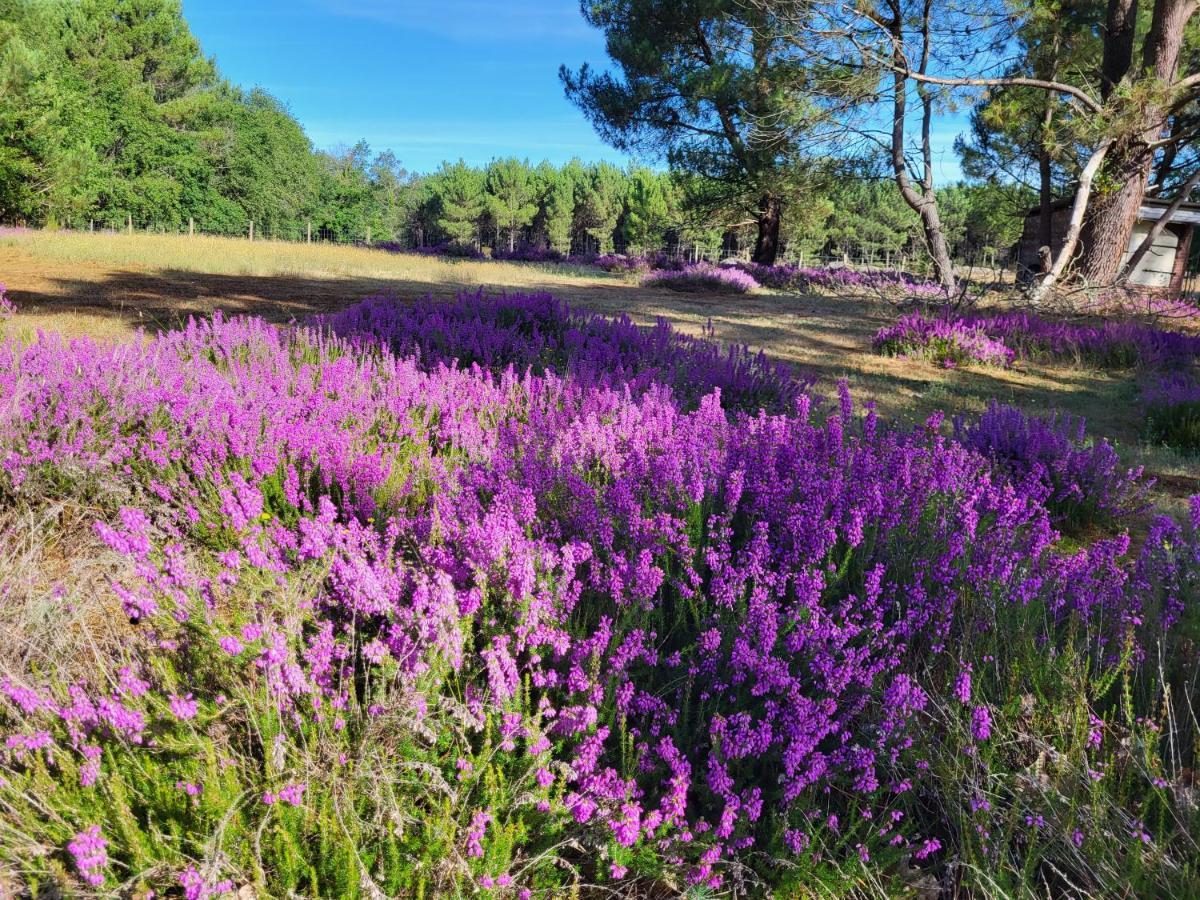 Bed and Breakfast Domaine De La Sarrotte Saugon Екстер'єр фото